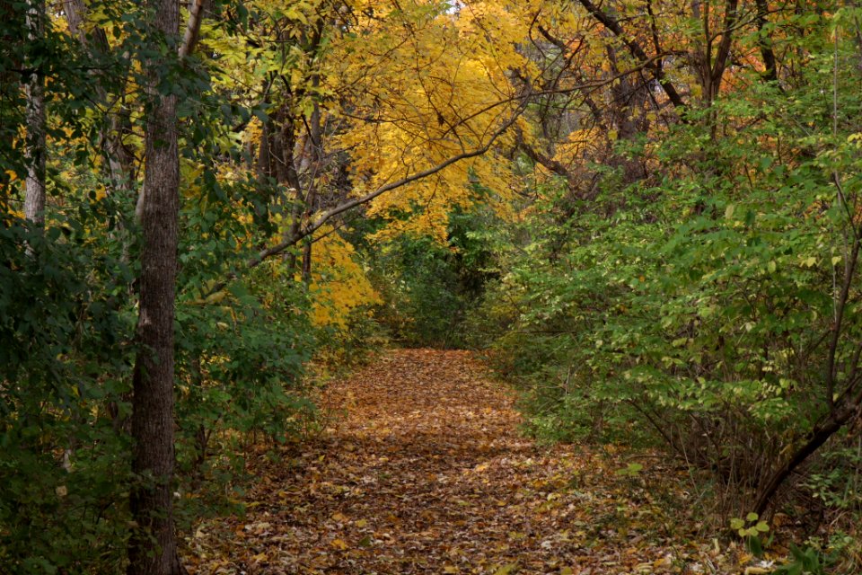 Submitted by Carl Hochmuth
