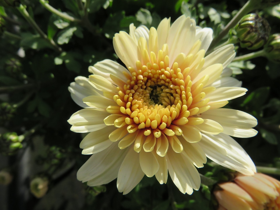 Flower chrysanthemum yellow