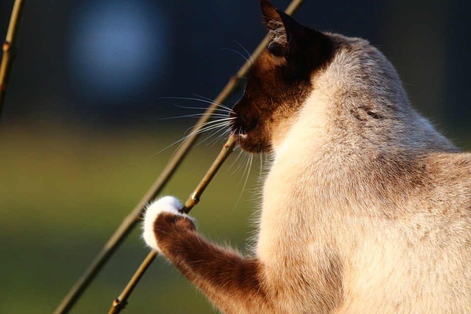 Branch breed cat mieze