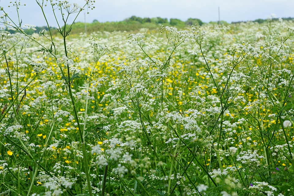 Spring aroma perfume photo