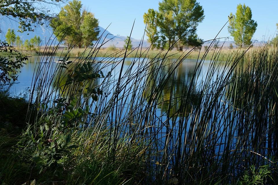 Natural nature grass
