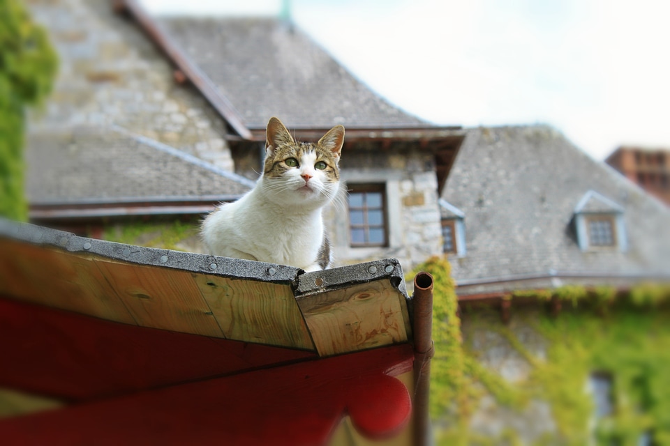Curious domestic cat attention