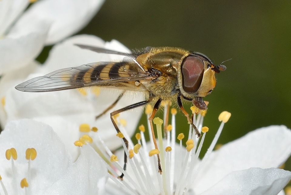 Insects diptera syrphus