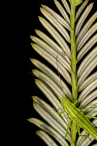 California stick insect (Timema knulli)