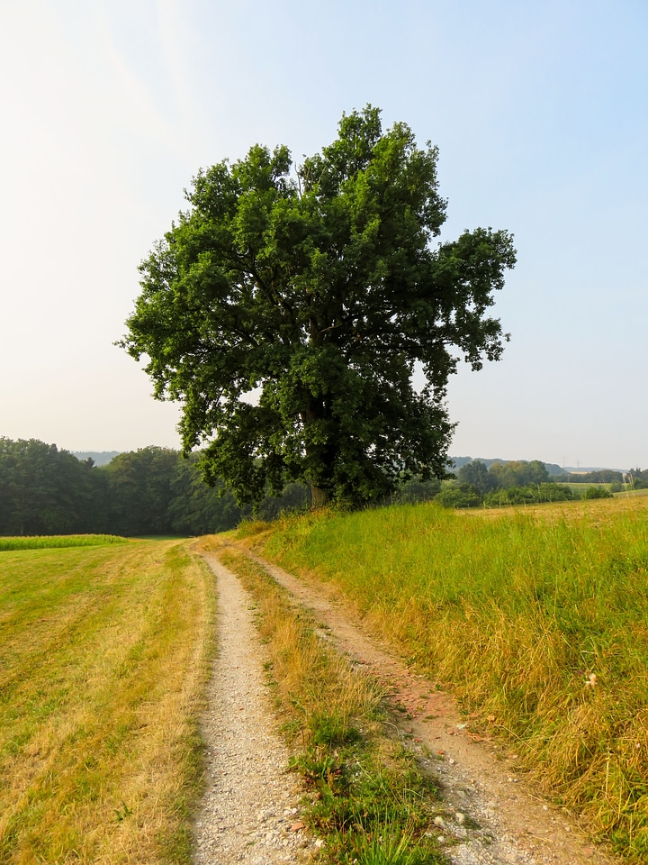 Landscape tree rest