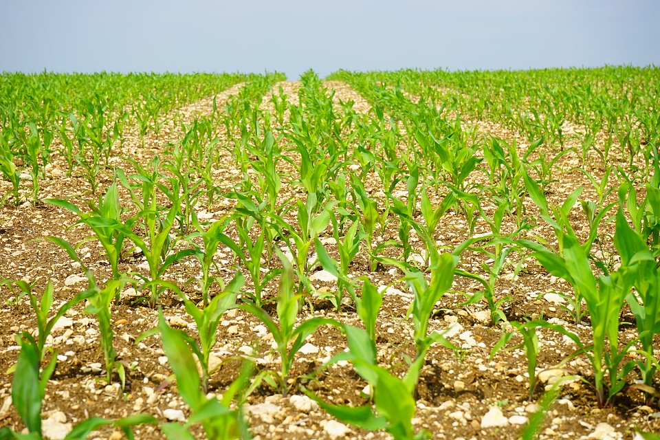 Young plants fresh agriculture