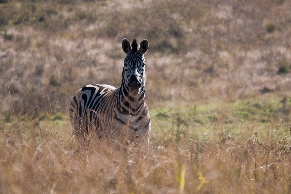 Zebra africa wild life