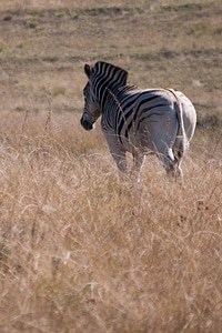 Animal wild nature