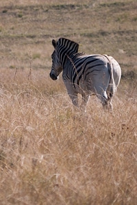 Animal wild nature photo