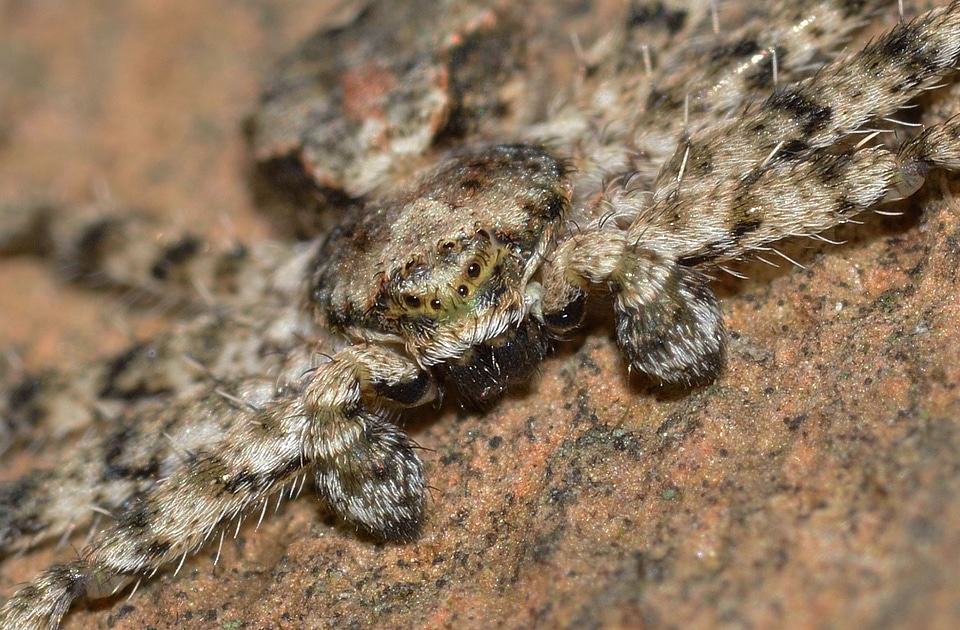 Spiders araneae philodromus