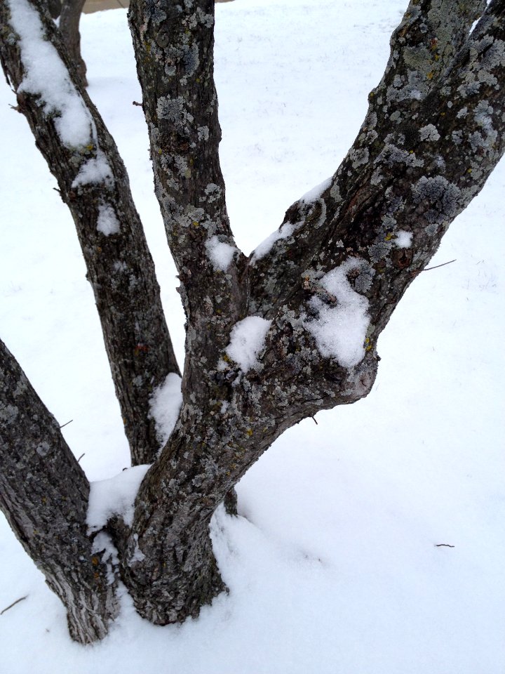 Submitted by Cindy Krueger