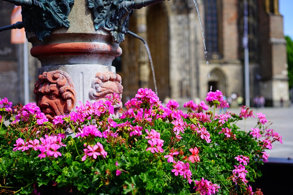 Flowers colorful color