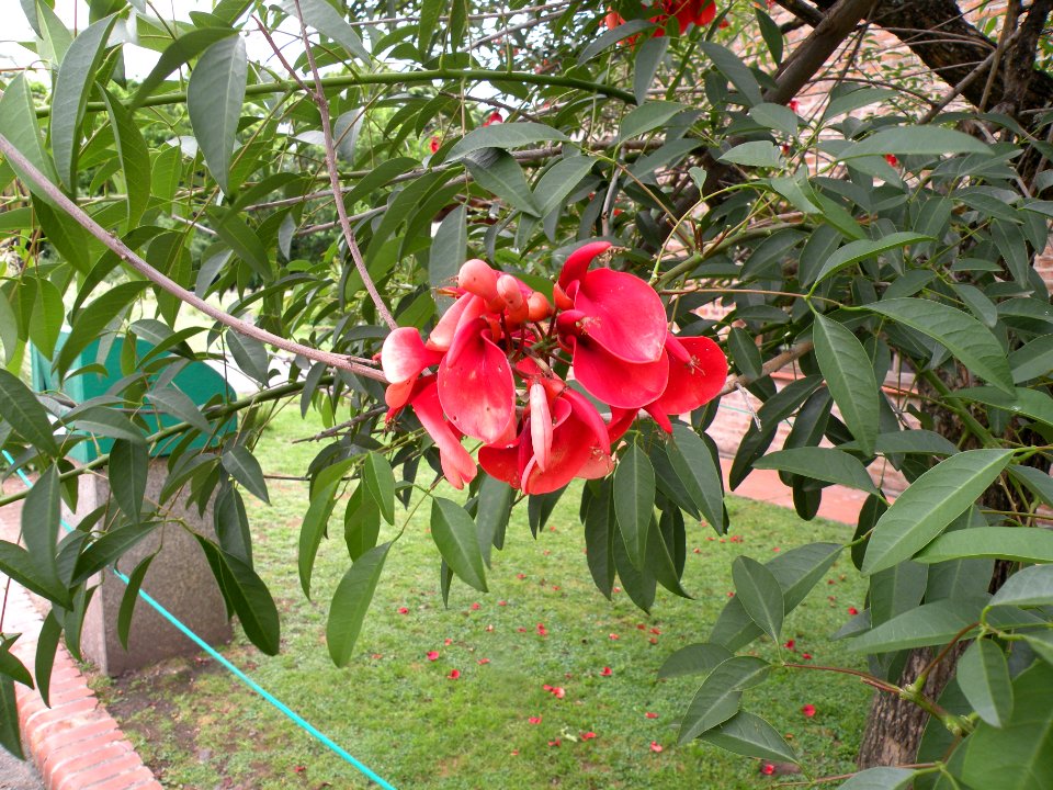 Erythrina crista-galli L. Fabaceae o Leguminosae. "Seibo".