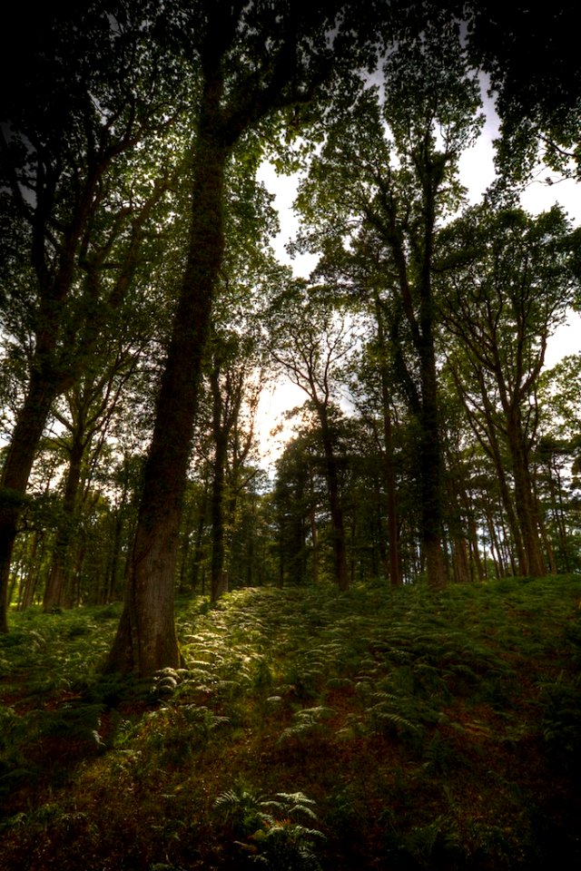 New Forest