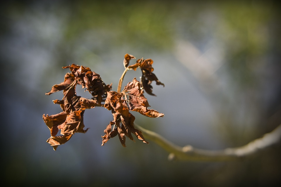 Nature golden autumn branch