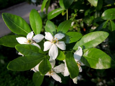 Choisya ternata Kunth. Rutaceae. "Azahar mexicano", "naranjo de México", "naranjo mexicano".