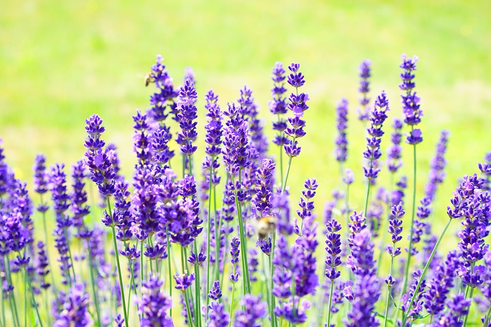 Wild plant wild flower lavender flowers photo