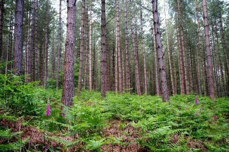 New Forest photo