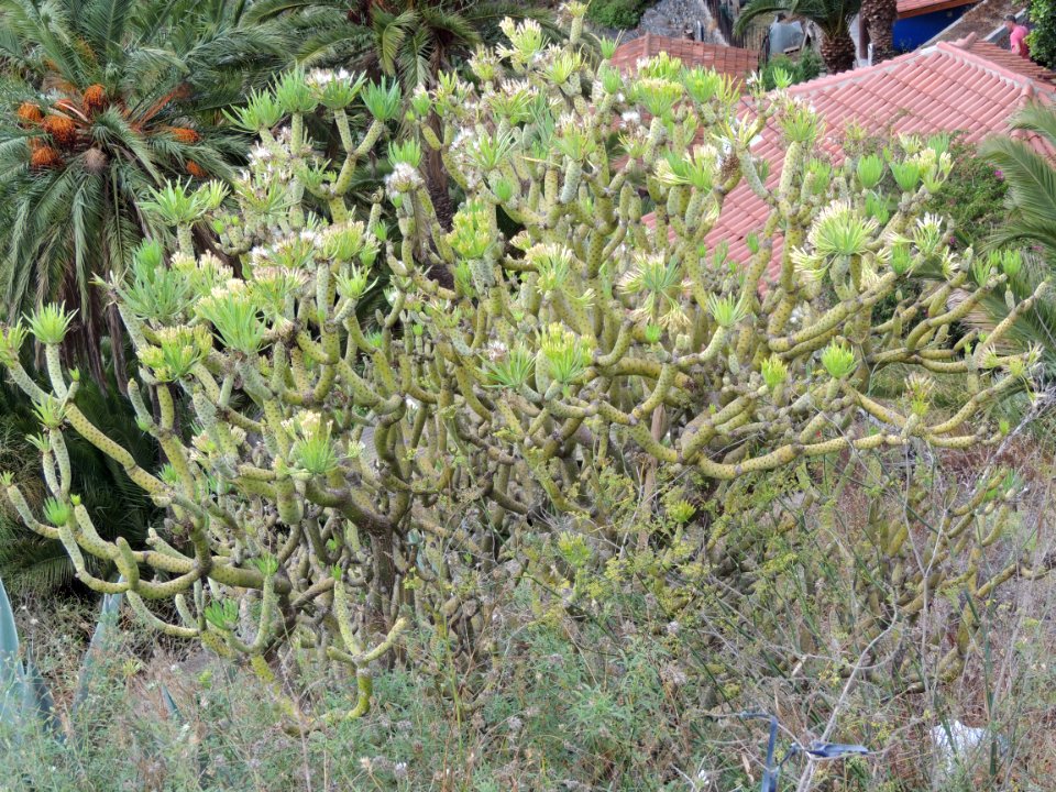 Kleinia neriifolia Haw. Asteraceae o Compositae. "Verode".