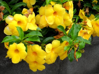 Allamanda cathartica L. Apocynaceae.