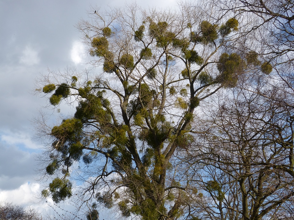 Plant tree plant flora