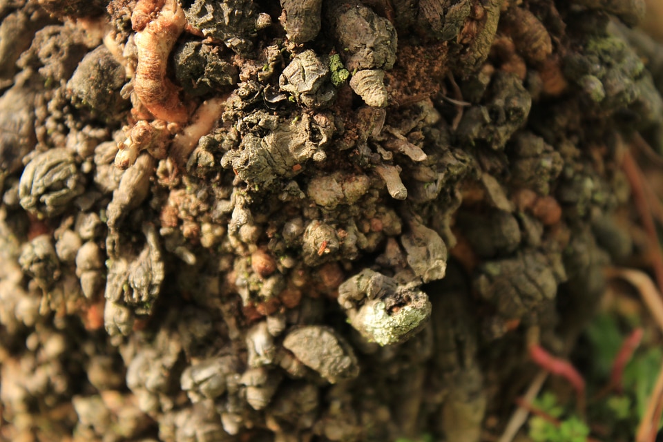 Trunk tree wood
