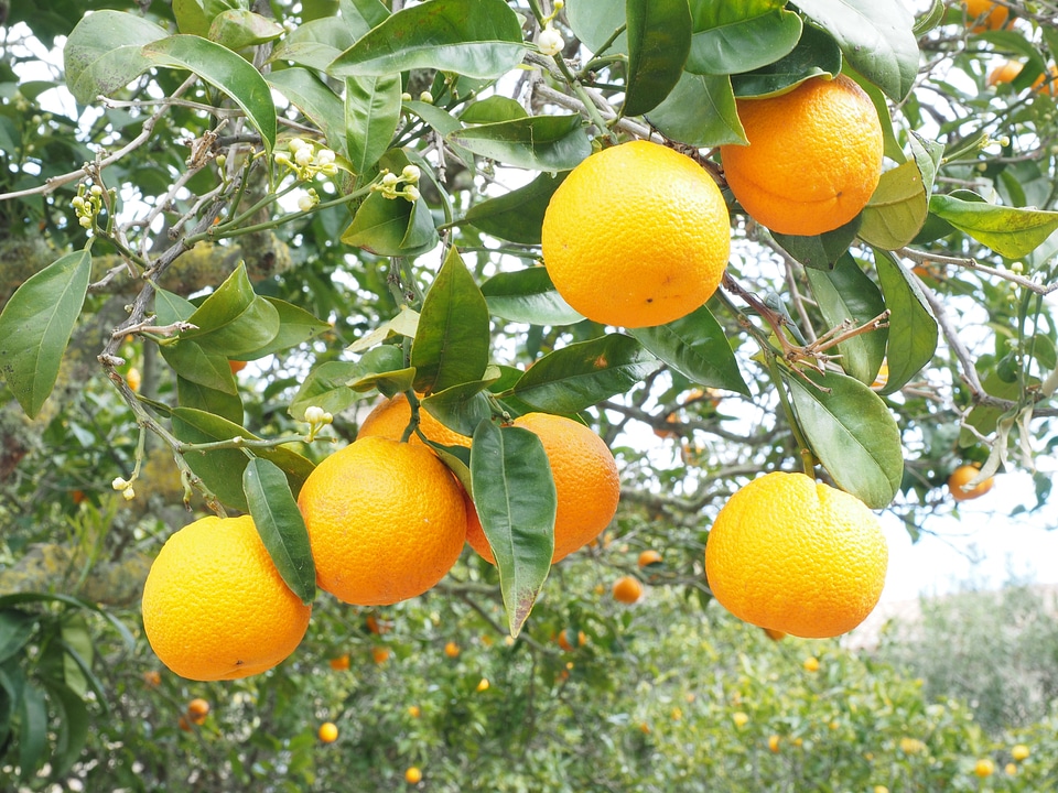 Citrus fruit tree evergreen