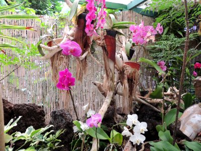 Vivero de orquídeas del género Phalaenopsis