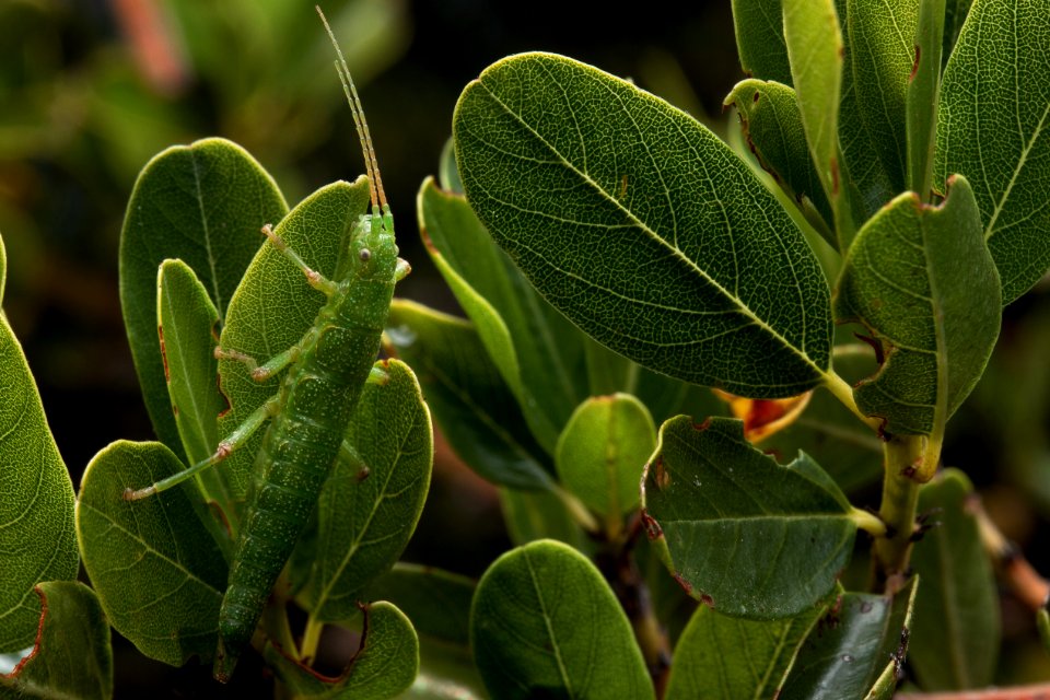 Timema cristinae 'Ceanothus' female