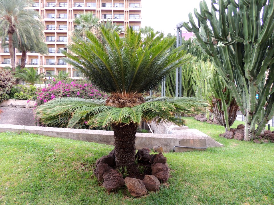 Cycas revoluta Thunb. Cycadaceae.