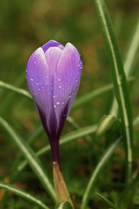 Flower spring close up