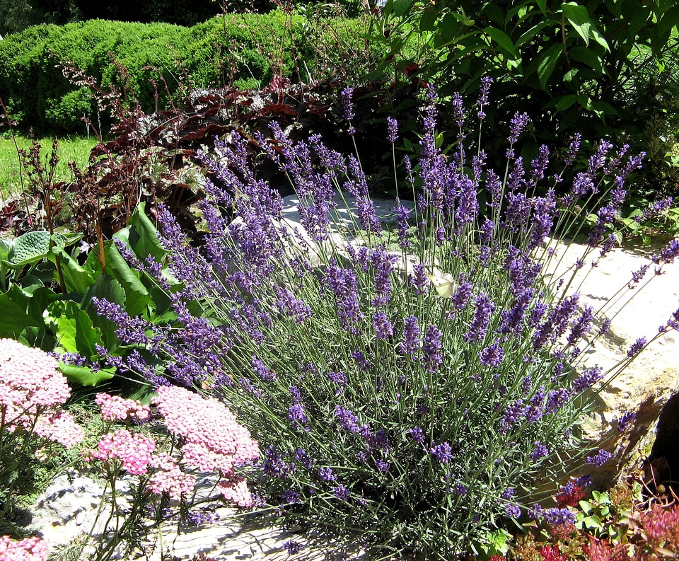 Perfume garden nature