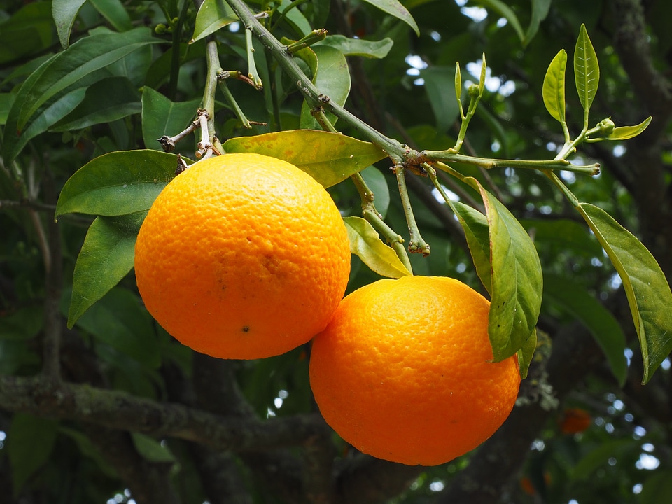 Citrus fruit tree evergreen