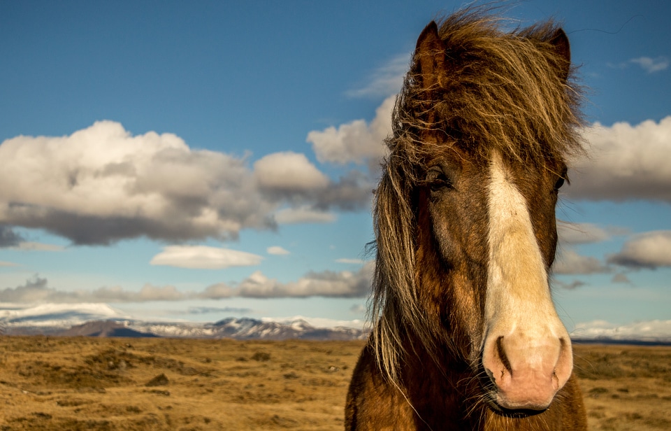 Horse iceland portrait