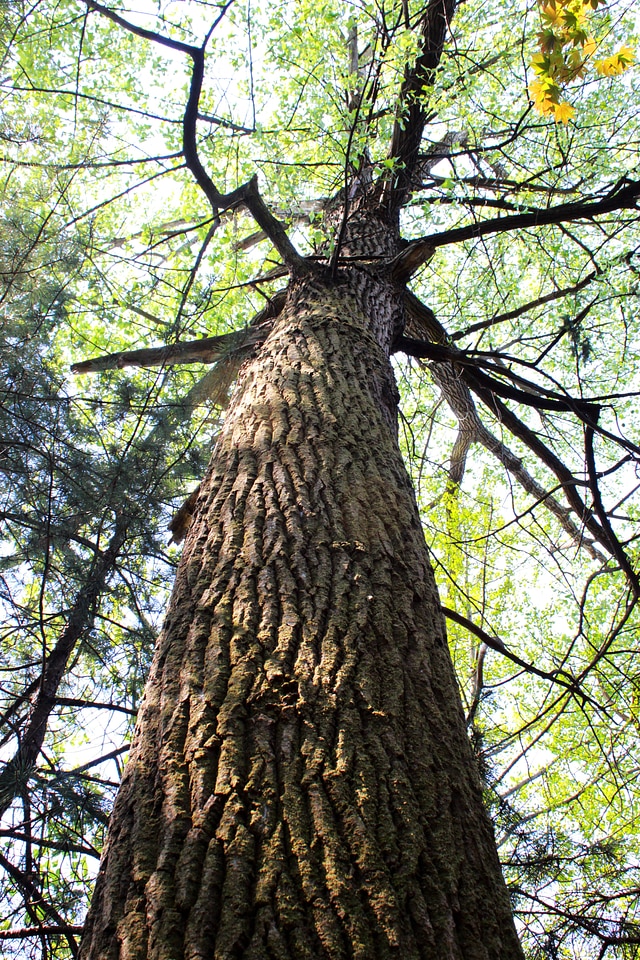 Twig tall wood