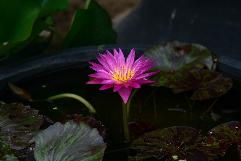 Flowers pond floral buddhism