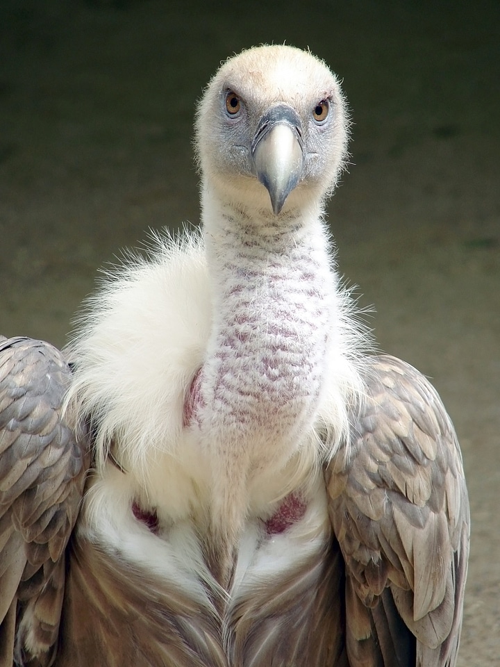 Bird gyps scavenger