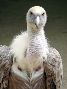 Bird gyps scavenger