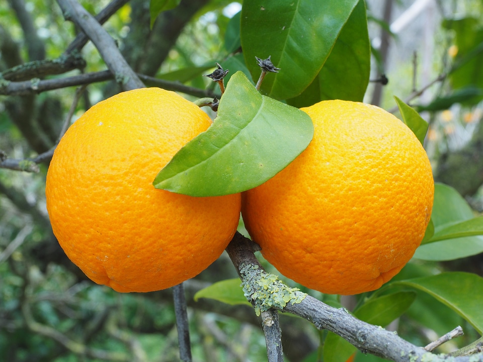 Citrus fruit tree evergreen