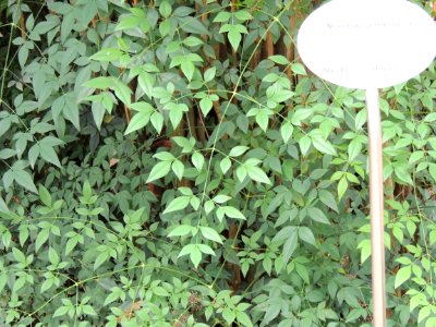 Nandina domestica Thunb. Berberidaceae. "Bambú sagrado, nandina". photo