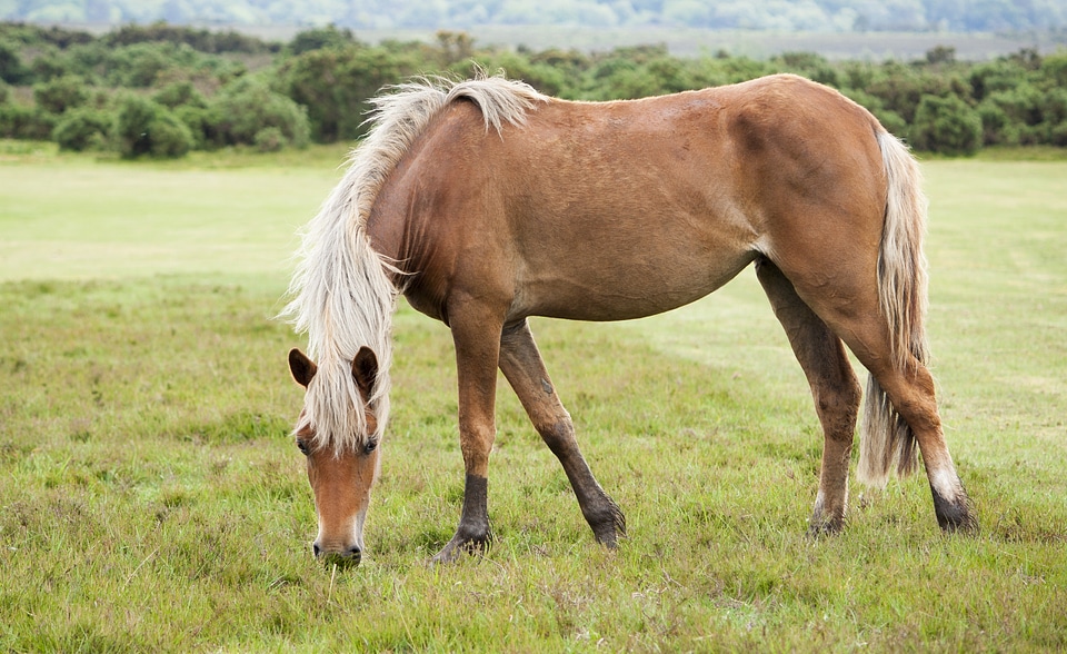 Equine new forest new forest pony