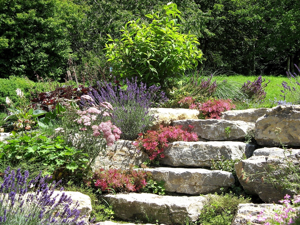 Stone wurz succulent houseleek photo