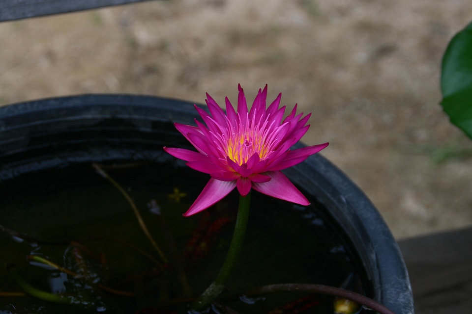 Flowers pond floral buddhism