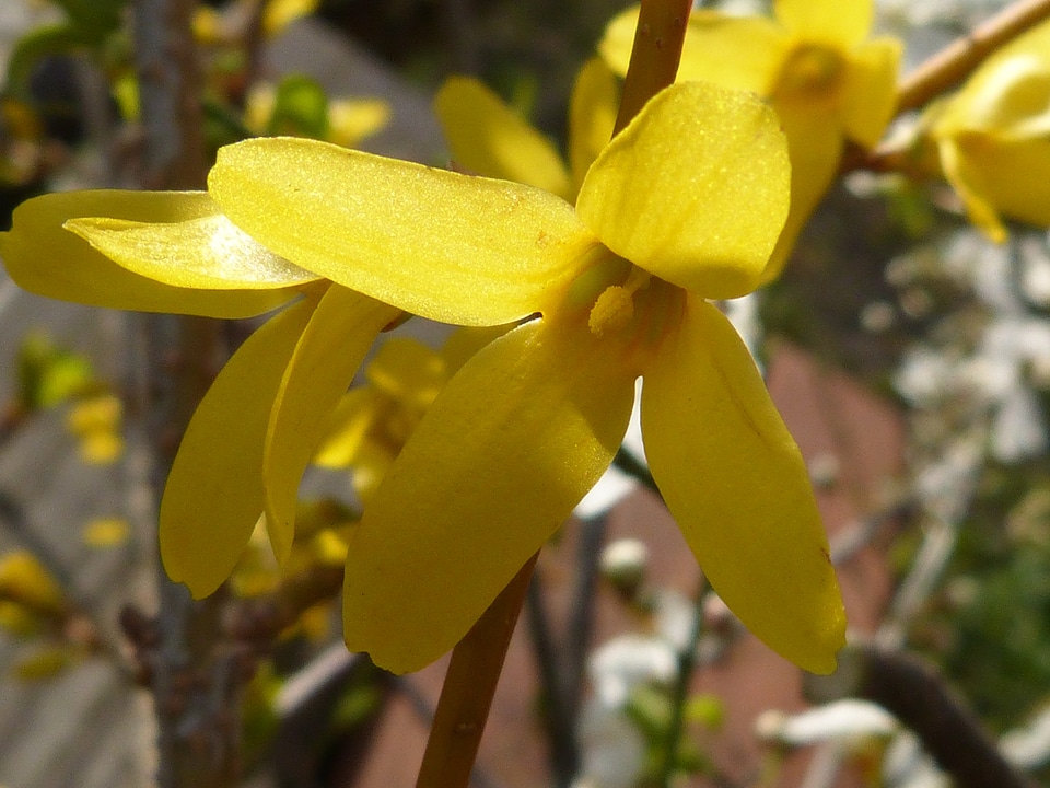 Blossom bloom flower