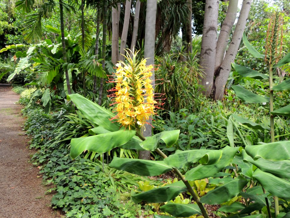 Hedychium gardnerianum Sheppard ex Ker Gawl. Zingiberaceae. "Kahili ginger".