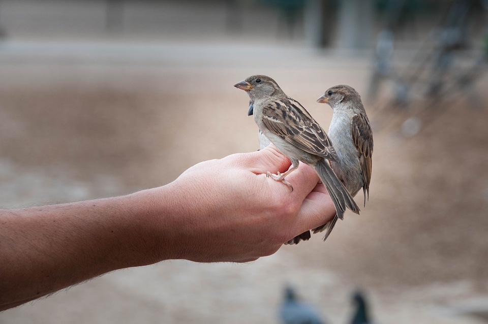 Animal claws out birds