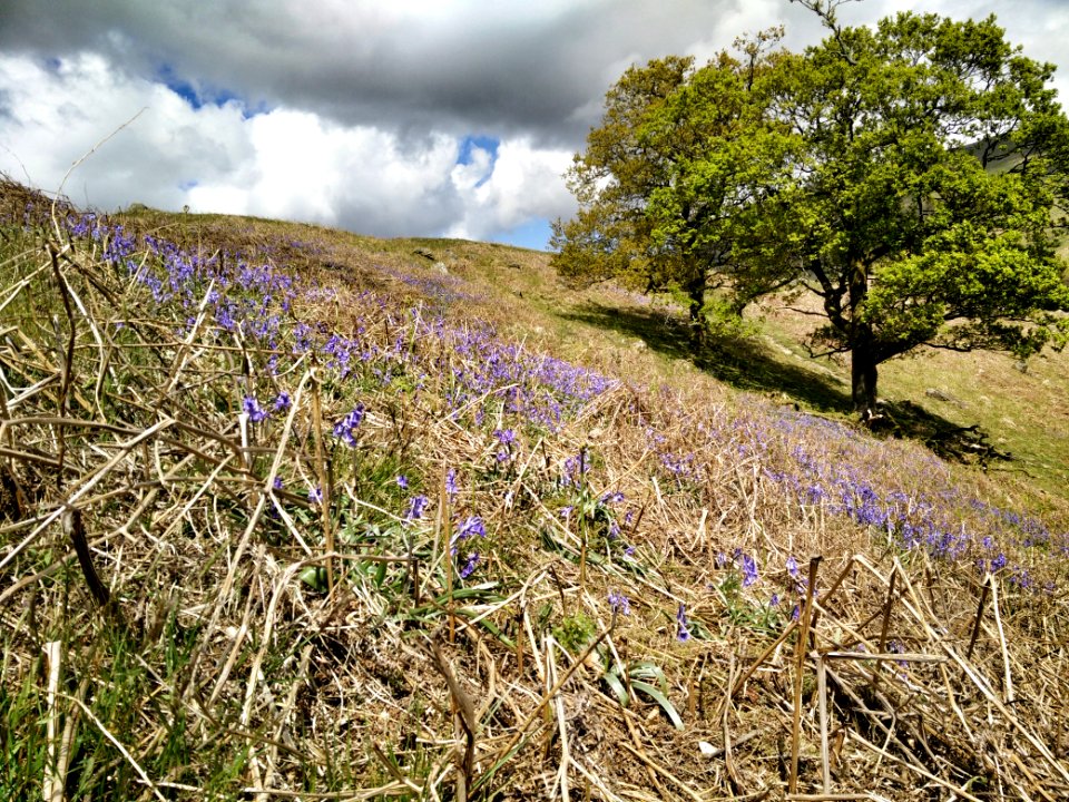Walk near Ambleside, Lake District
