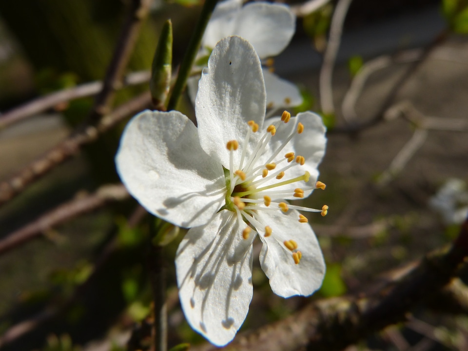 White backlighting white blossom