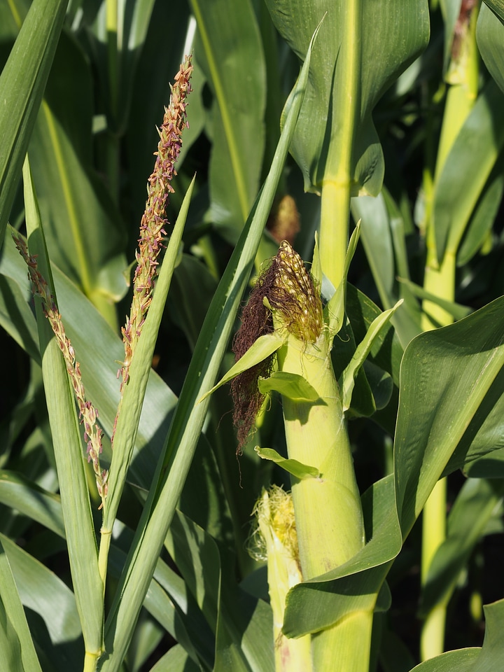 Cultivation cornfield corn leaves