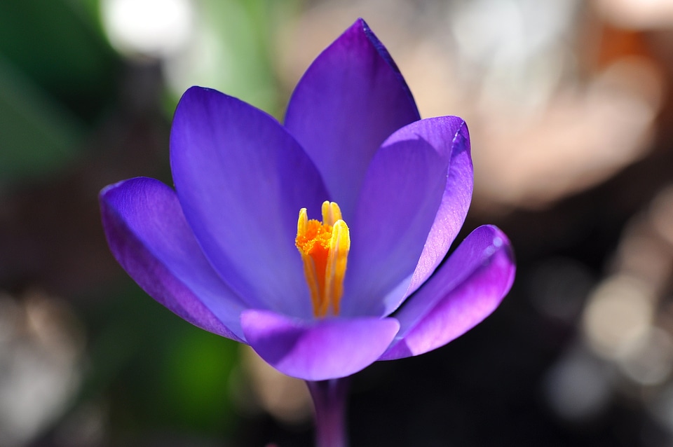 Bloom plant spring flower